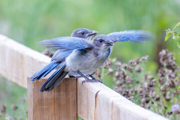 California scrub jay bird