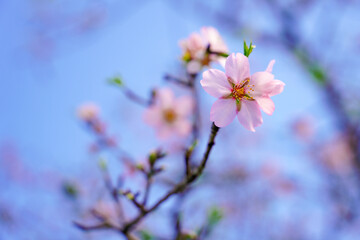 Almond flowers. Flowering almond tree in the garden. Blooming pink flowers on the branches