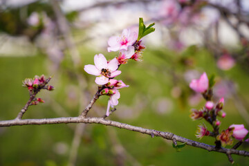 Almond flowers. Flowering almond tree in the garden. Blooming pink flowers on the branches