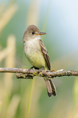 Willow flycatcher bird