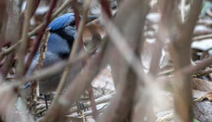 Blue jay perched towards the bottom of a bush surrounded by bare branches.