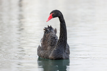 Black swan