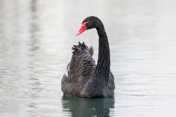 Verduisterende gordijnen Black swan © Feng Yu