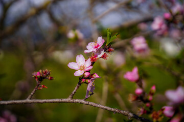Almond flowers. Flowering almond tree in the garden. Blooming pink flowers on the branches