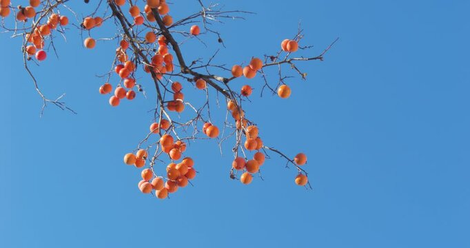 Harvest persimmon trees outdoors in autumn