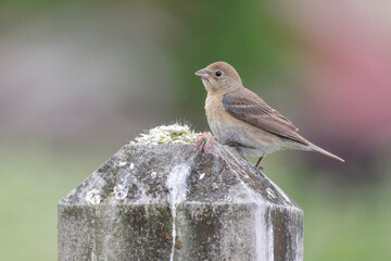 Female Lazuli bunting bird