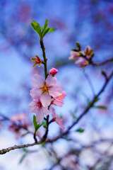 Almond flowers. Flowering almond tree in the garden. Blooming pink flowers on the branches