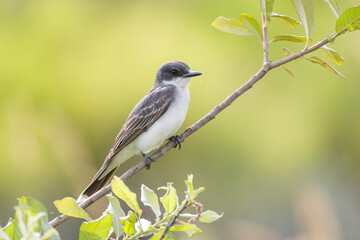 Eastern kingbird bird