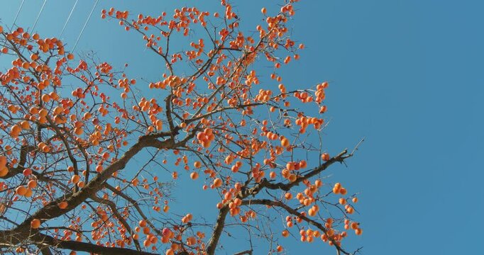 Harvest persimmon trees outdoors in autumn