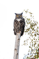 Great horned owl