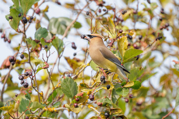 Cedar waxwing bird