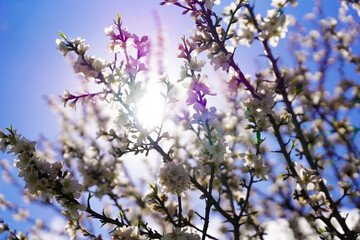 Almond flowers. Flowering almond tree in the garden. Blooming pink flowers on the branches
