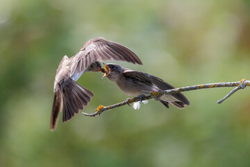 Northern Rough-winged Swallow bird