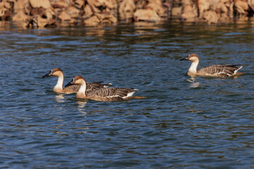 Fototapeta premium Swan Goose bird
