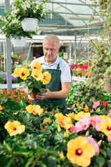 New pensioner man trainee employee in garden store gets acquainted with assortment, examines potted...