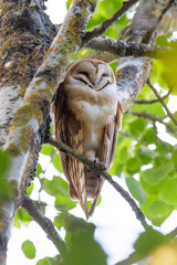 Barn owl