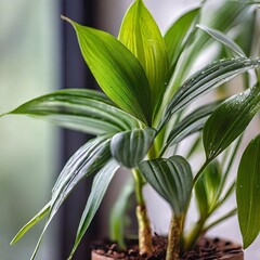 Obraz premium Transparent Botanical Illustrations for Digital Design and Visualization