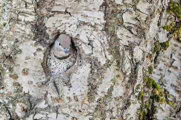 Northern flicker bird