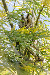 Long eared owl