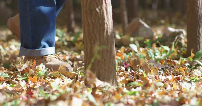 Late autumn: admiring and enjoying the autumn foliage.
