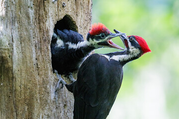 Pileated Woodpecker bird
