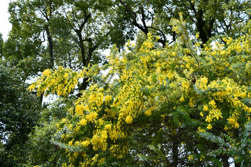 ミモザ　mimosa