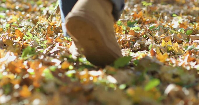 Late autumn: admiring and enjoying the autumn foliage.
