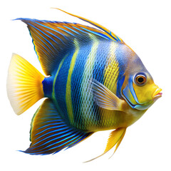 tropical fish isolated on white background