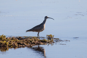 Whimbrel bird