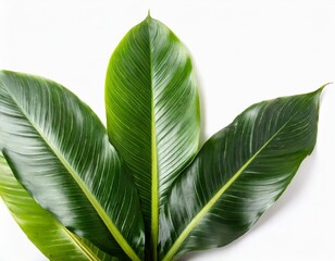 Tropical Plant Leaves Arrangement Isolated on a White Background