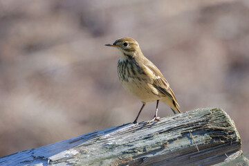 American Pipit bird