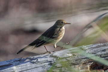 American Pipit bird