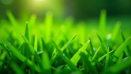 Close up of dewy green grass blades in a beautifully manicured garden, close-up, green, morning