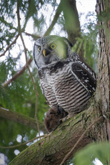 Northern hawk owl