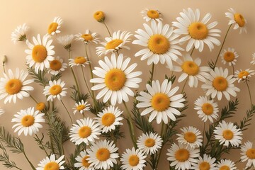 Fototapeta premium Elegant Floral Chamomile Daisy Set in Warm Sunlight Tones on a Serene Beige Background