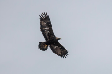 Golden eagle