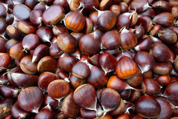 Sweet chestnut