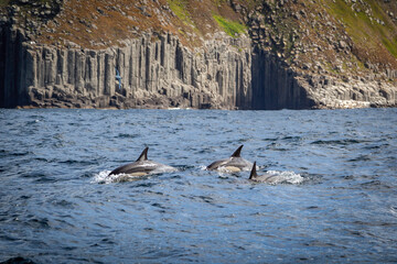 dolphins