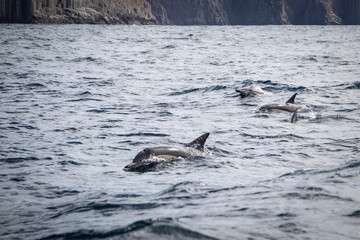dolphins