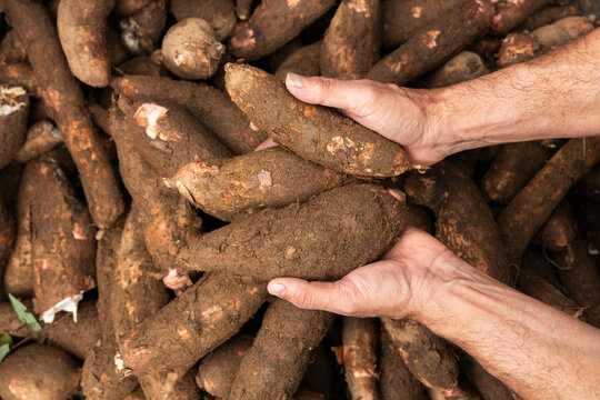 Cassava in the hands of the farmer in the Colombian market square - Manihot esculenta