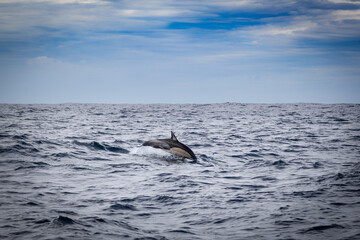 dolphin