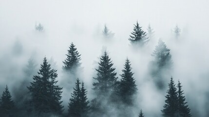 misty evergreen forest, showcasing the quiet beauty of tall trees enveloped in a soft, calming fog