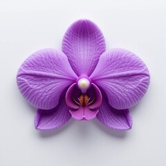 Fototapeta premium Close up of a Single Purple Orchid Flower on White Background Detailed Petals Botanical Photography