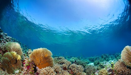 Naklejka premium coral reef in clear blue water panorama underwater banner with copy space