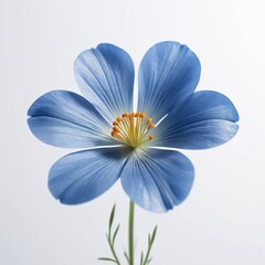 Single Delicate Light Blue Flower Blossom Close Up Botanical Photography
