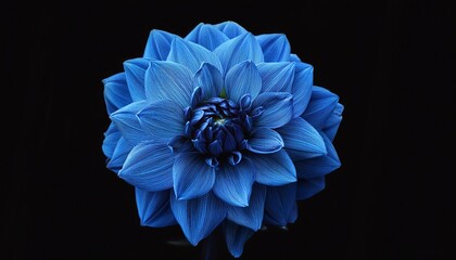 surreal dark chrome blue flower dahlia macro isolated on black