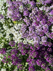 Purple and white sweet alyssum background 