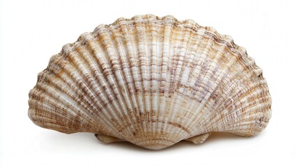Obraz premium sea shell and clam, focusing on the intricate details and natural beauty of these shellfish invertebrates