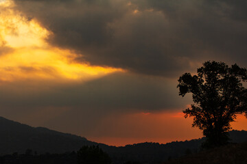 Silhouette of an Oak tree backlit by a amazing sunset in yellow, orange and gray storm clouds.