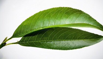 Obraz premium peach bunch leaf closeup